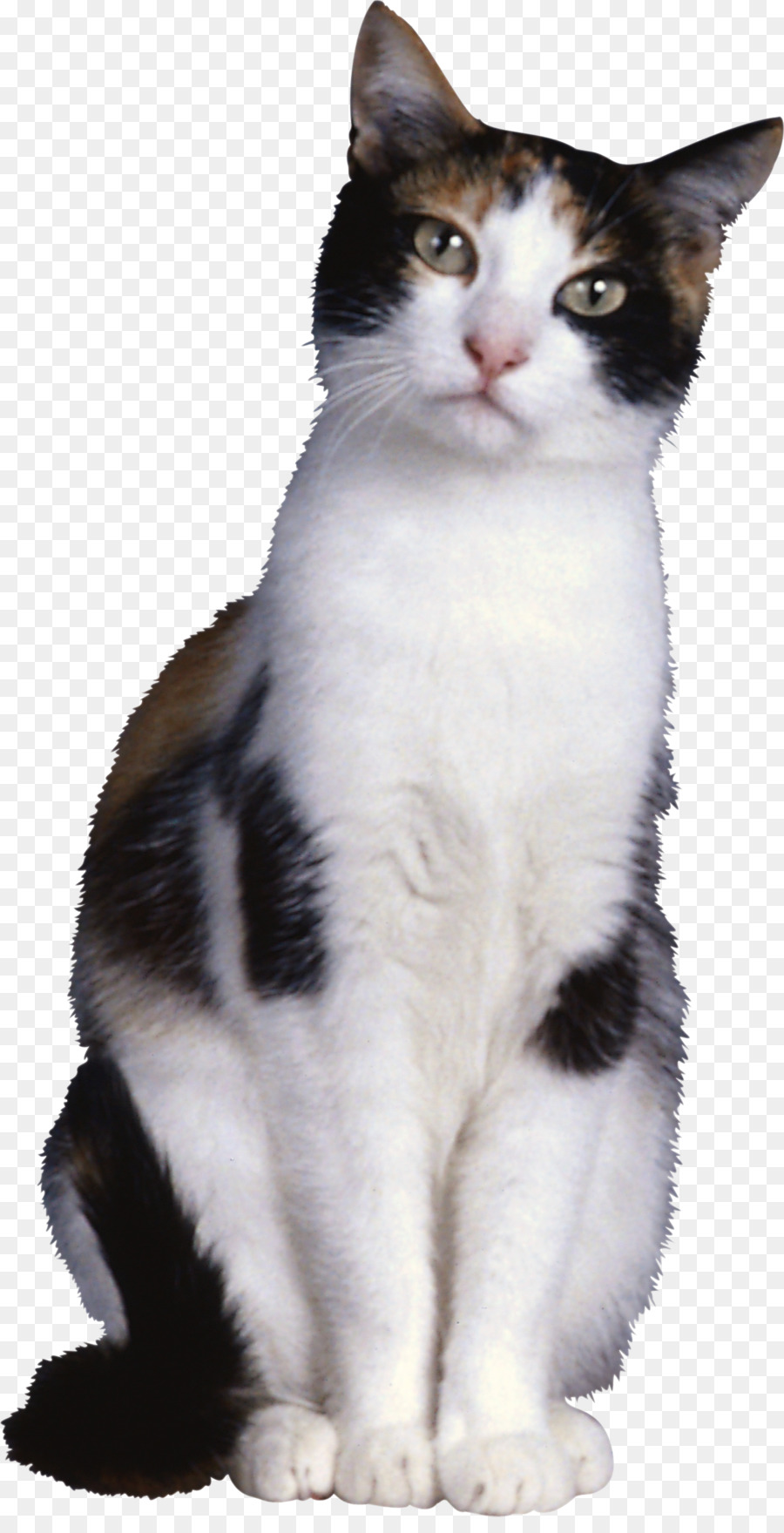 Chat Orange，Fourrure PNG