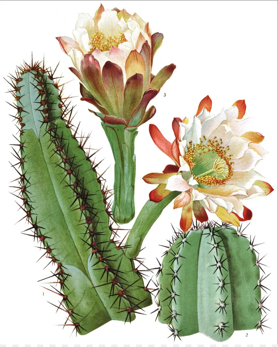 Cactus En Fleurs，Floraison PNG