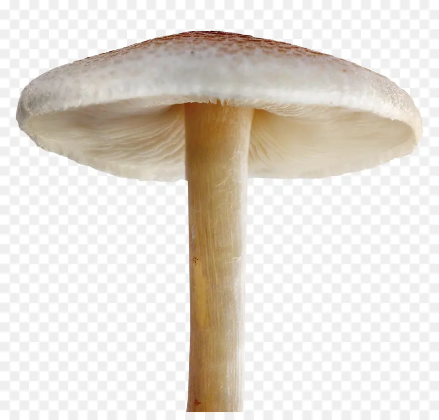 Champignon，Nature PNG