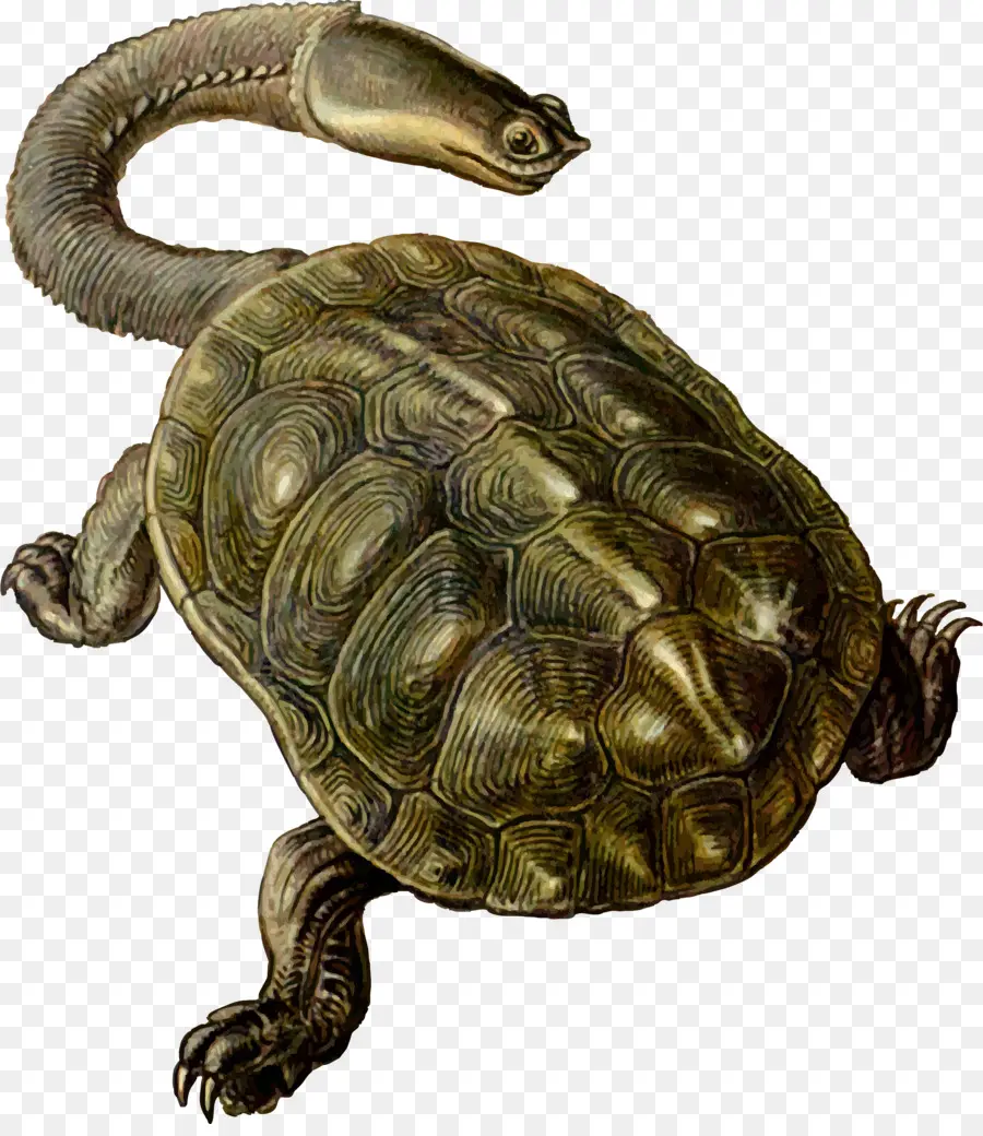 Tortue，Coquille PNG