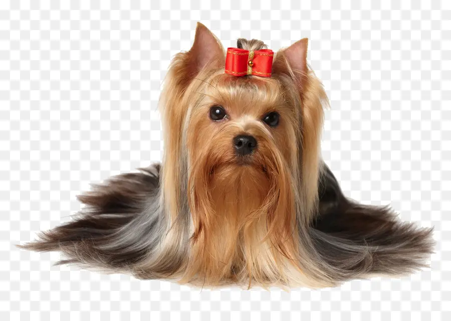 Yorkshire Terrier，Animal De Compagnie PNG