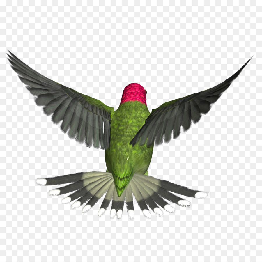 Oiseau Avec Des Pattes Humaines，Hybride PNG