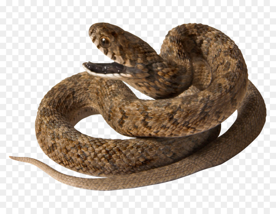 Serpent，Reptile PNG