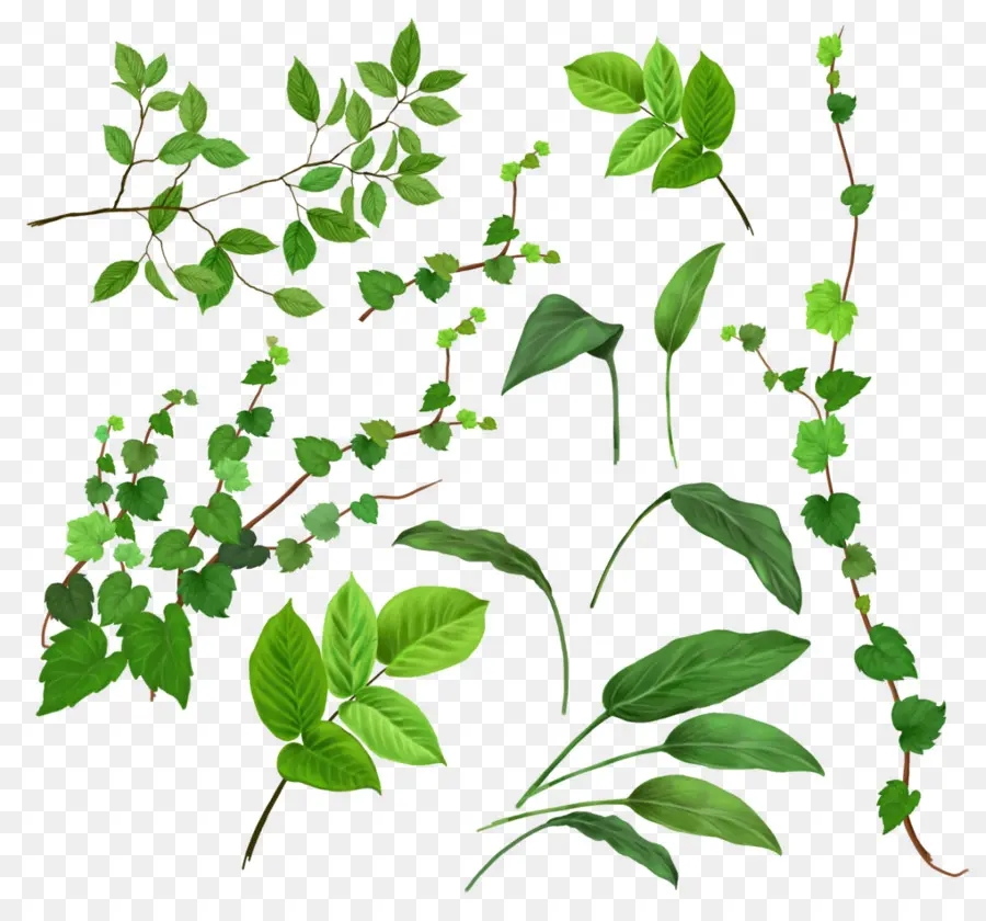 Feuilles Vertes，Plantes PNG