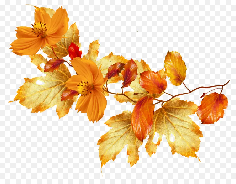 Feuilles Et Fleurs D'automne，Automne PNG