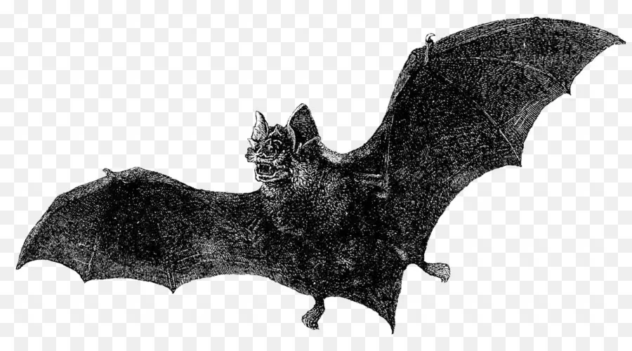 Dracula，Chauve Souris PNG