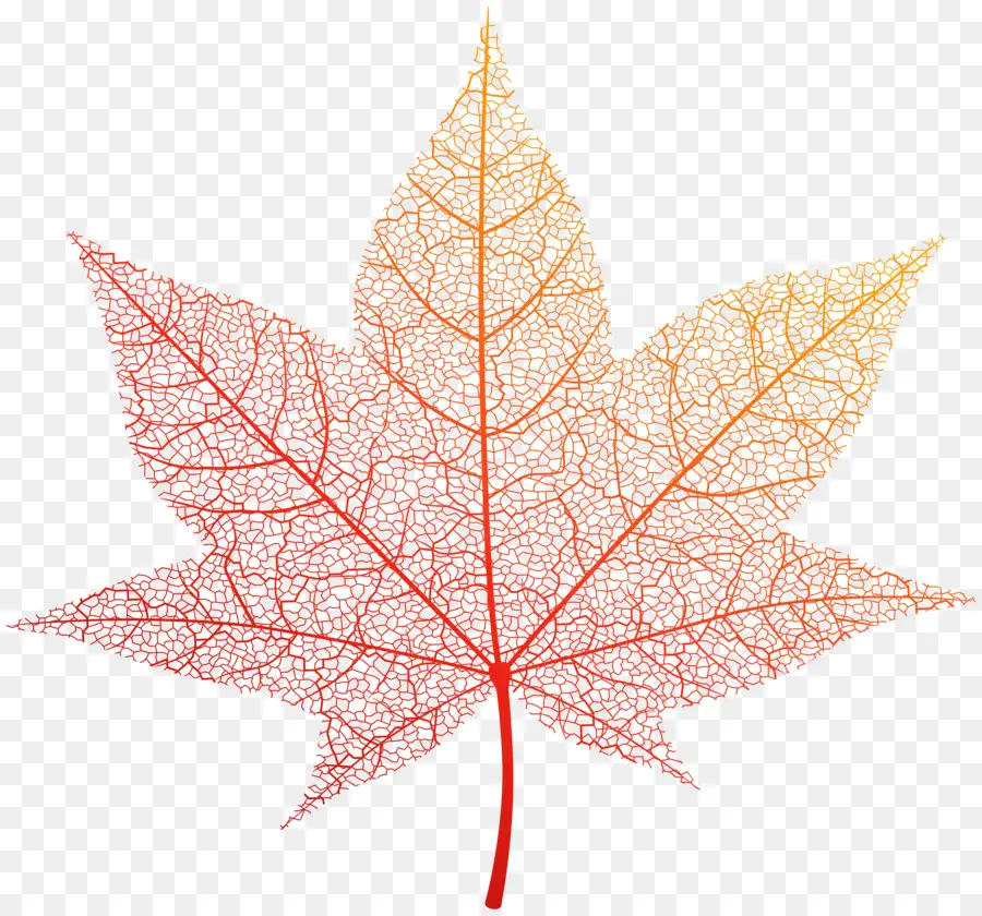 La Couleur Des Feuilles D Automne，Feuille PNG