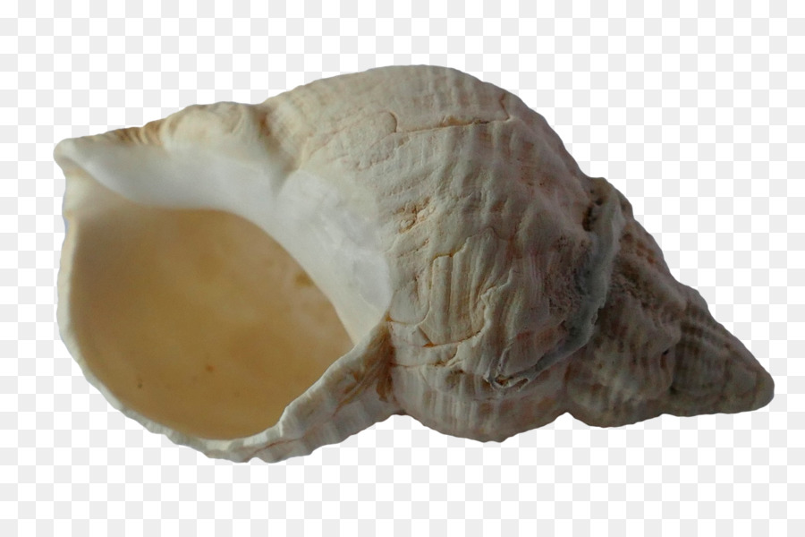 Coquille D'escargot，Coquille PNG