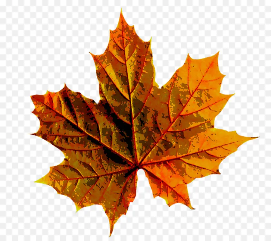 Feuilles D'automne，Automne PNG