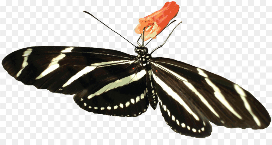 Papillon，Les Insectes PNG