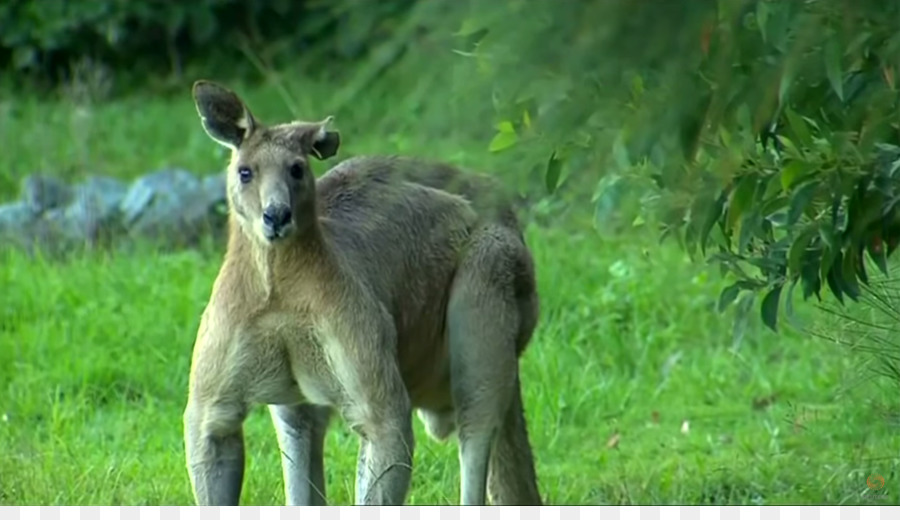 Border Collie，Street Kangaroo PNG