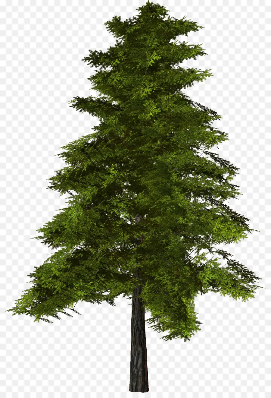 Arbre，Pin PNG