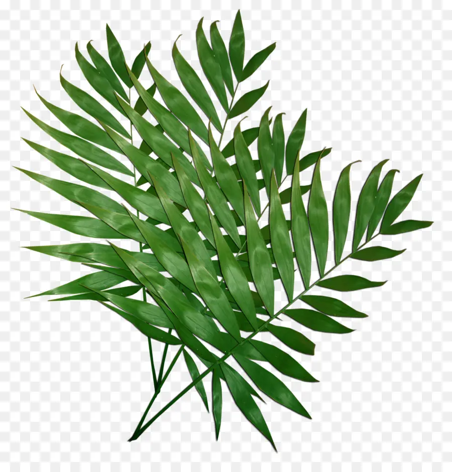 Feuille Verte，Nature PNG