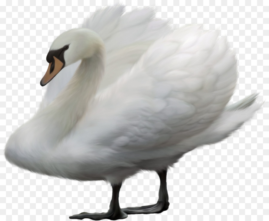 Cygne，Oiseau PNG