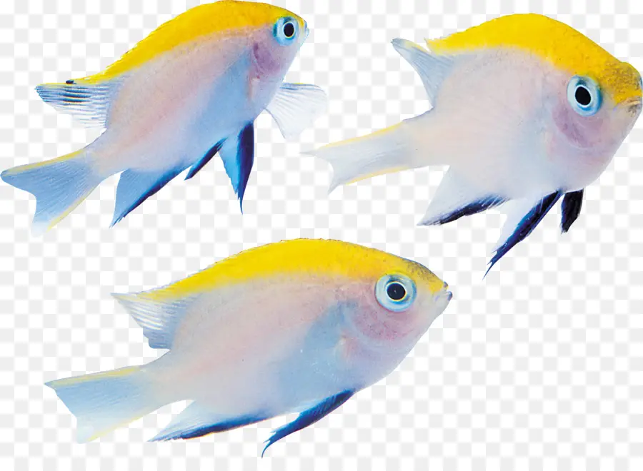 Poisson Jaune Et Bleu，Aquatique PNG