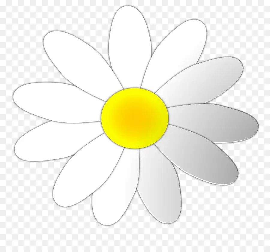 Fleur De Marguerite，Blanc PNG