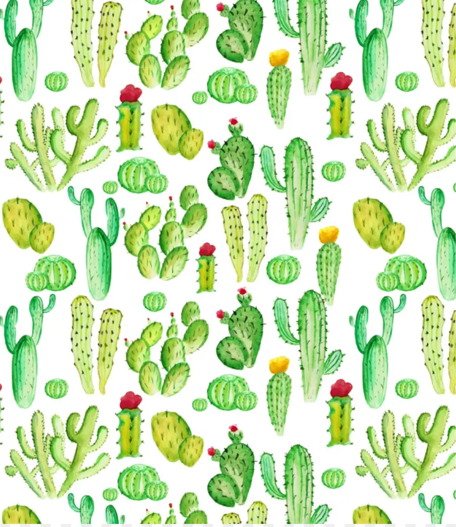 Cactacées，Succulentes Et Cactus PNG