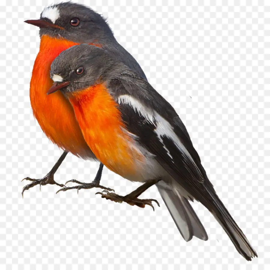 Oiseau，Robin Européen PNG