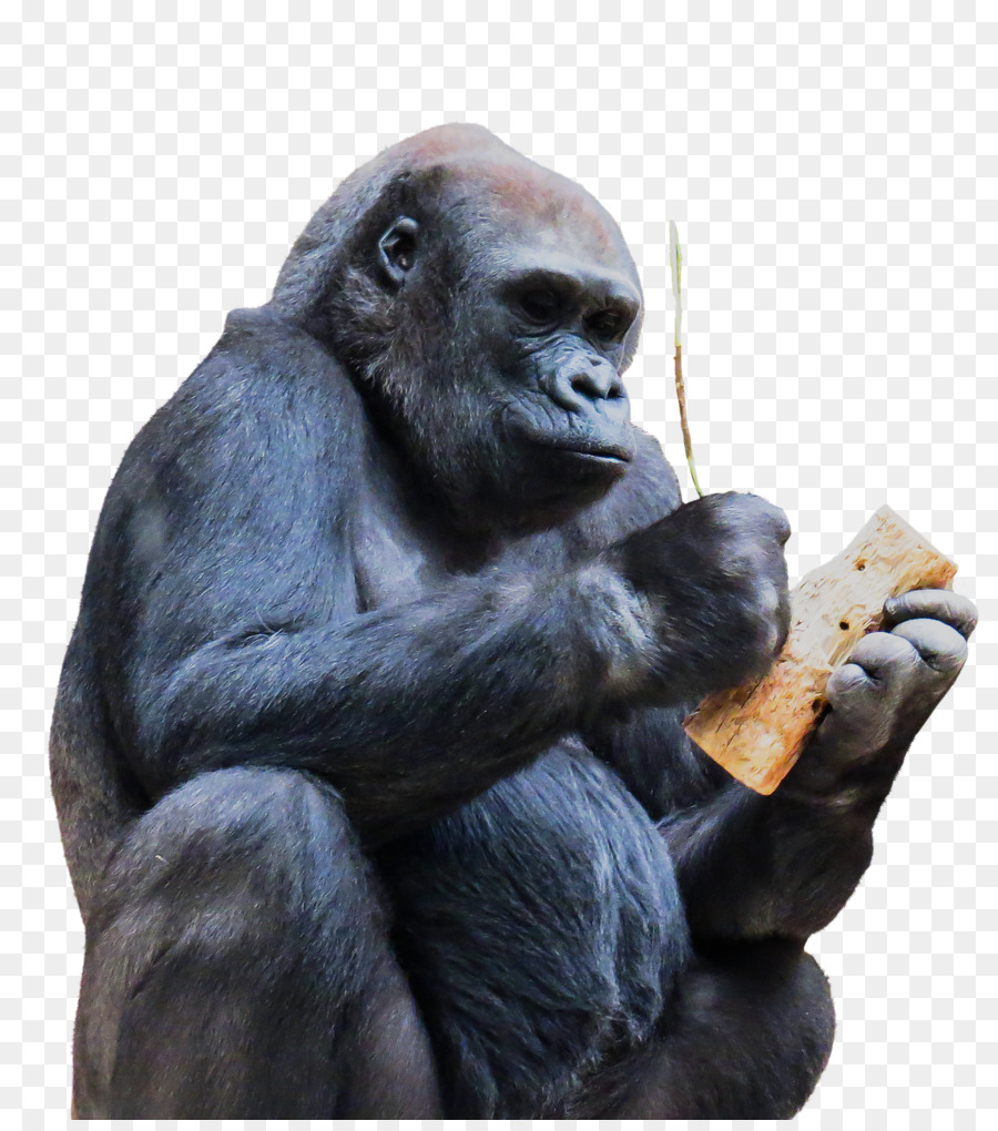 Chimpanzé，Gorille PNG