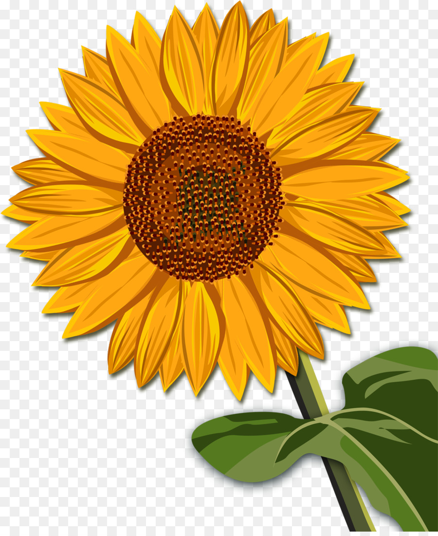 Tournesol Jaune，Feuilles Vertes PNG