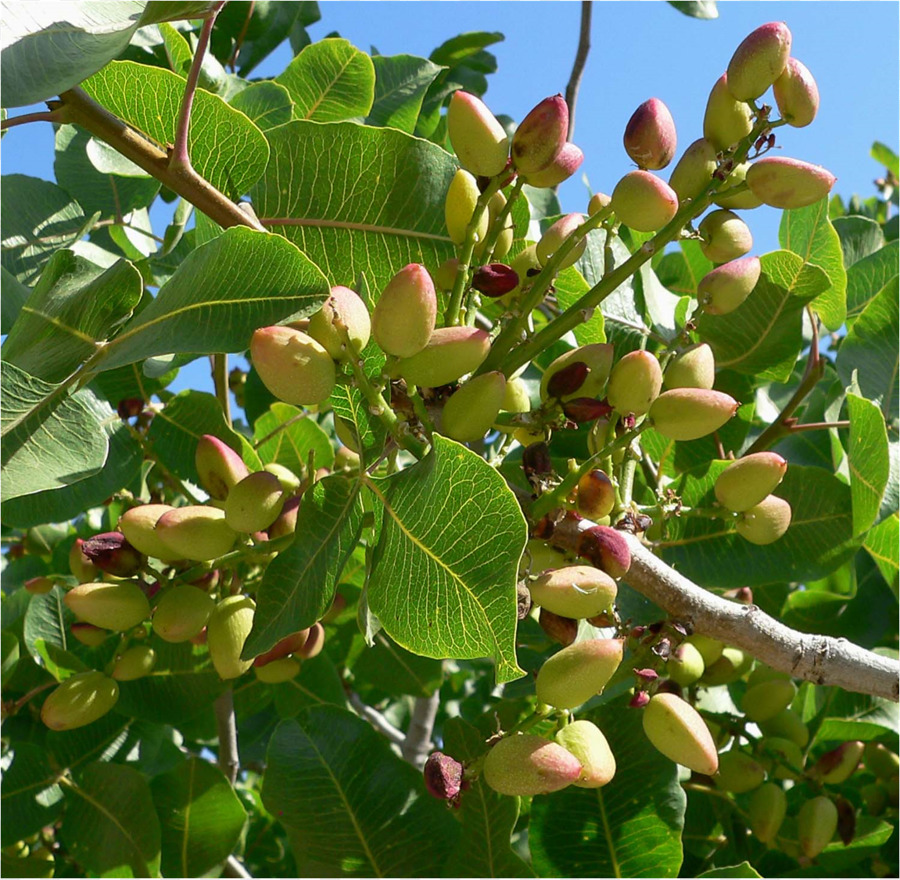 Pistache，Pistacia Chinensis PNG