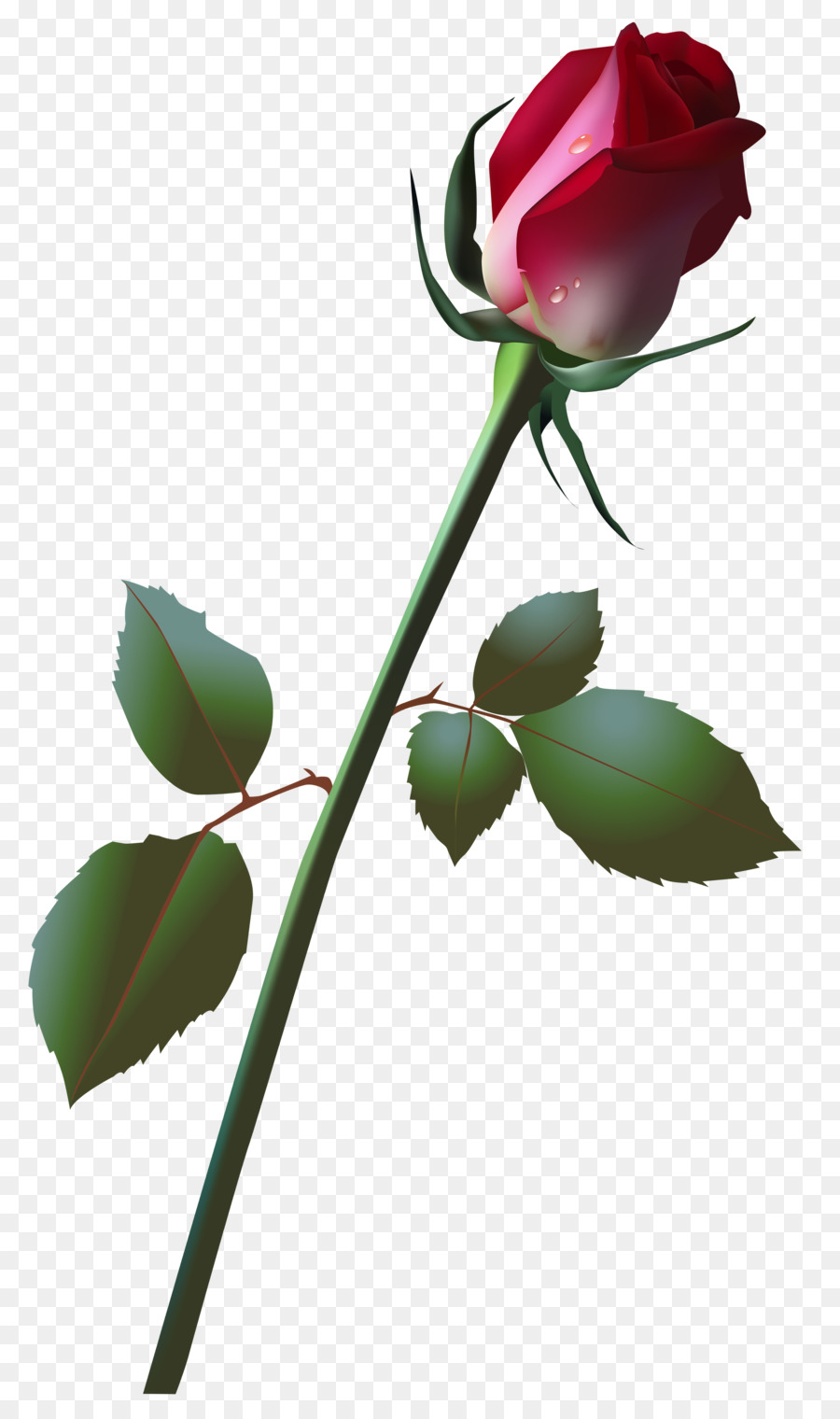 Rose，Rouge PNG