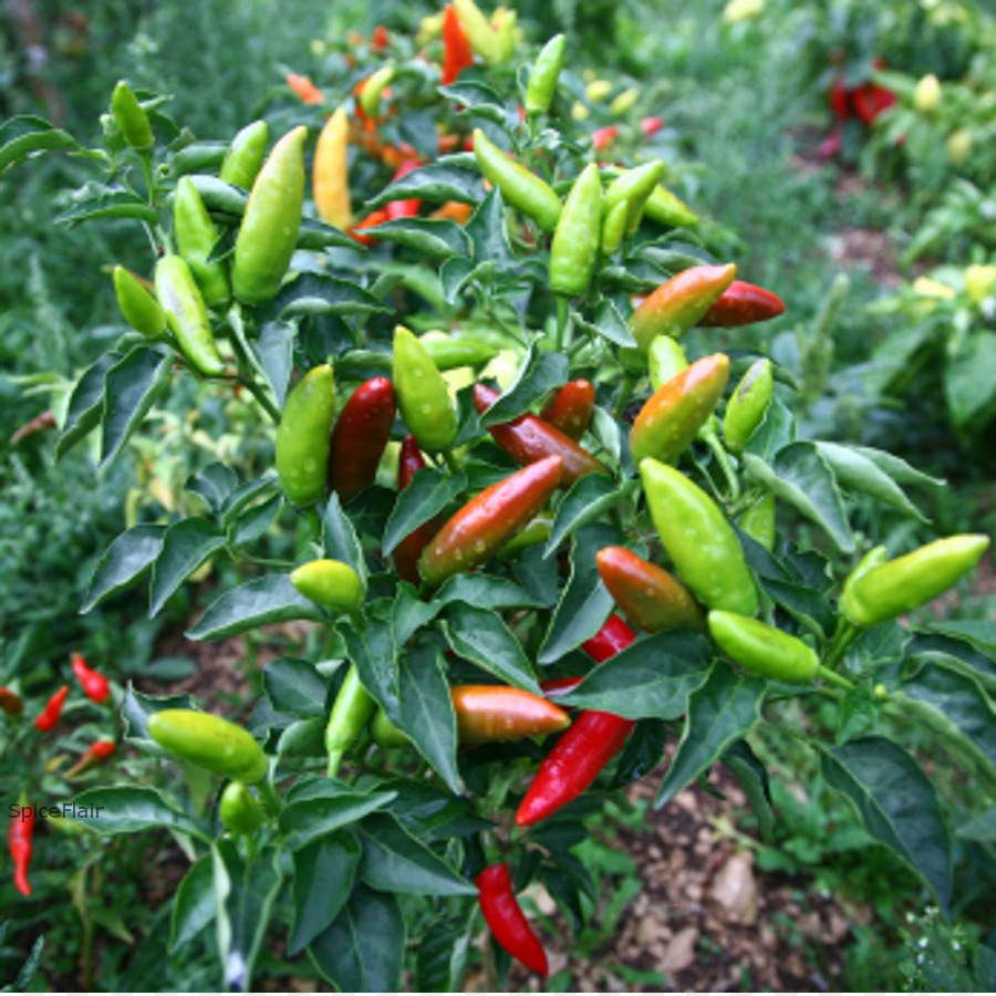 Piments，Vert PNG