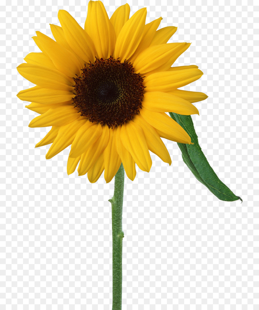 Tournesols，Fleurs PNG