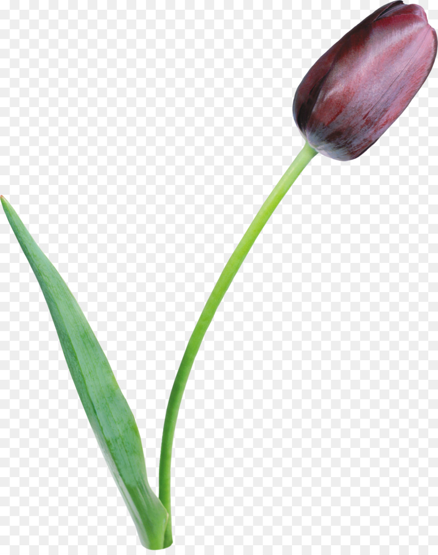 Clusiana Tulipa，Fleur PNG