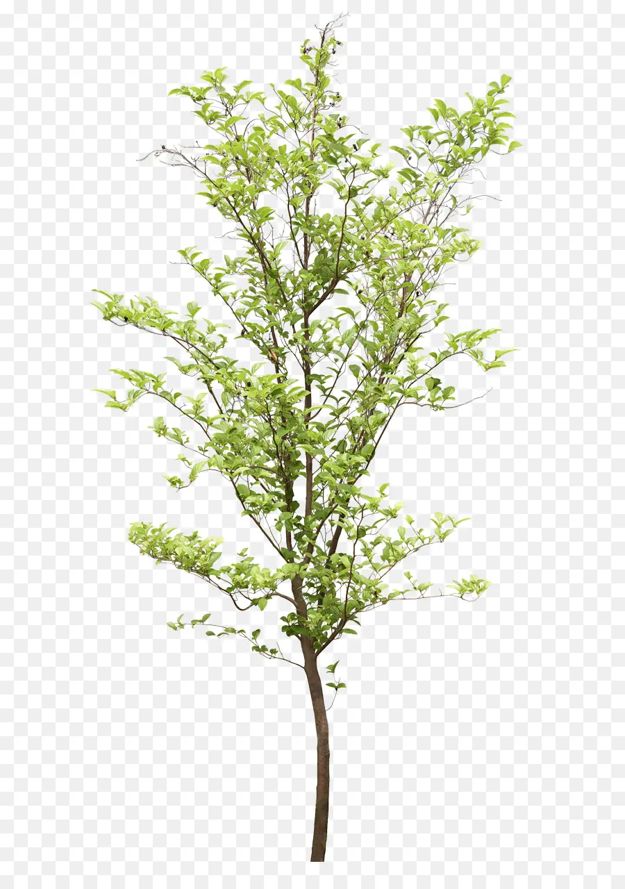 Arbre，Plante PNG