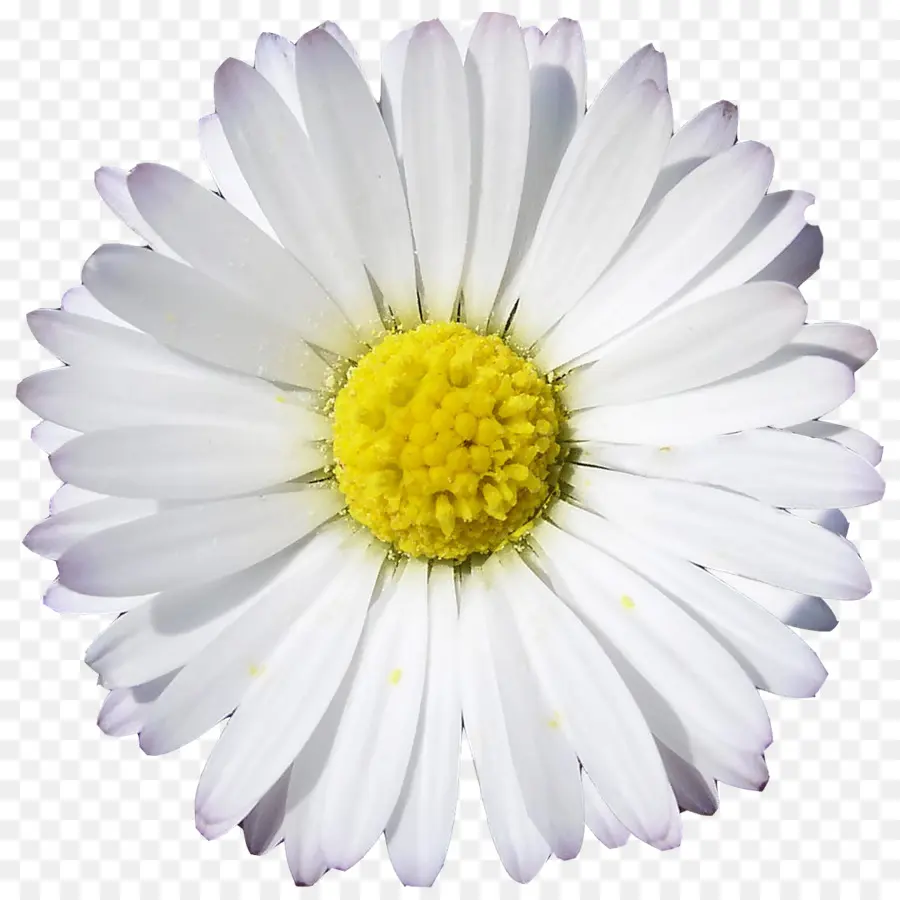 Fleur，Marguerite PNG