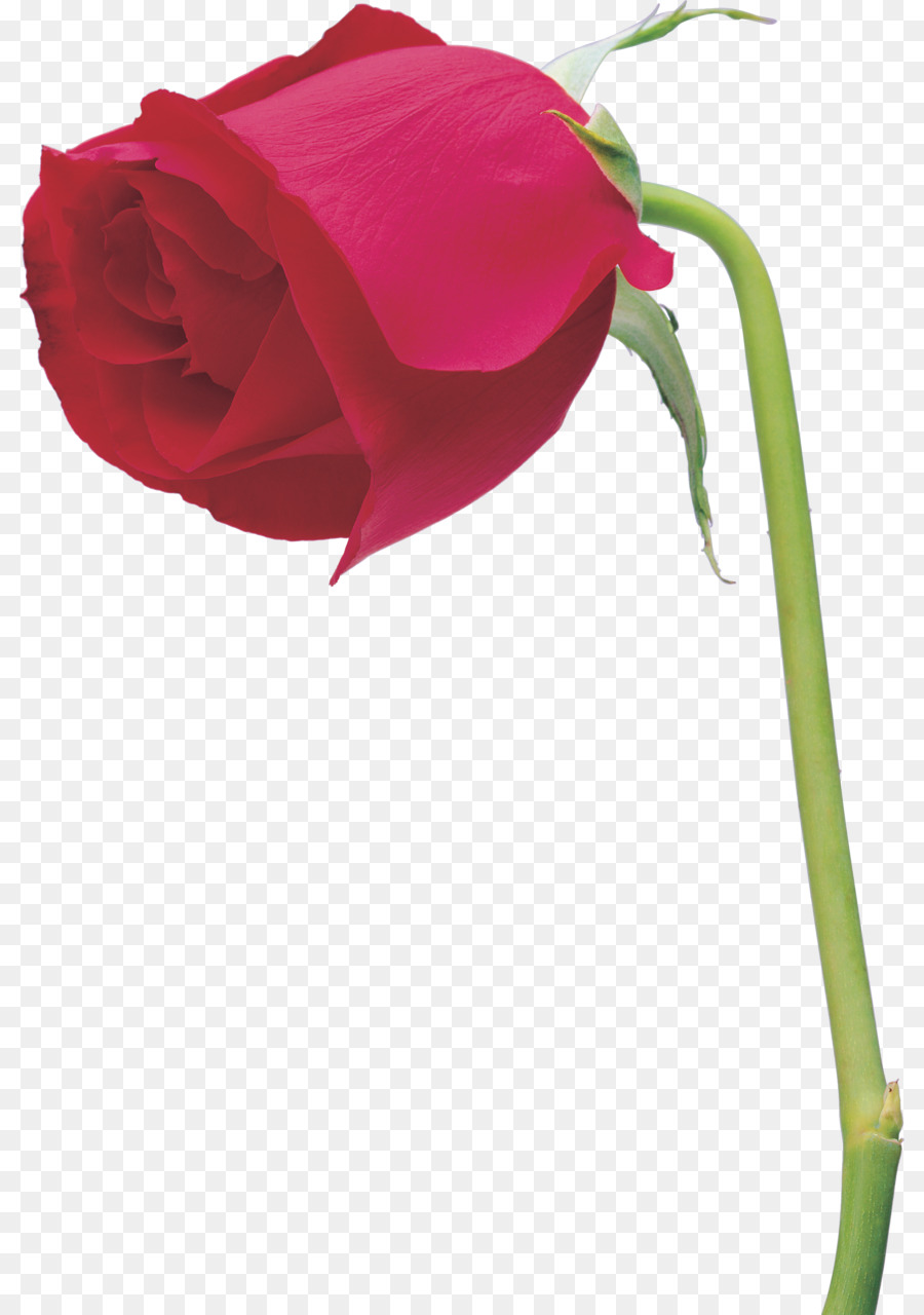 Rose，Floraison PNG