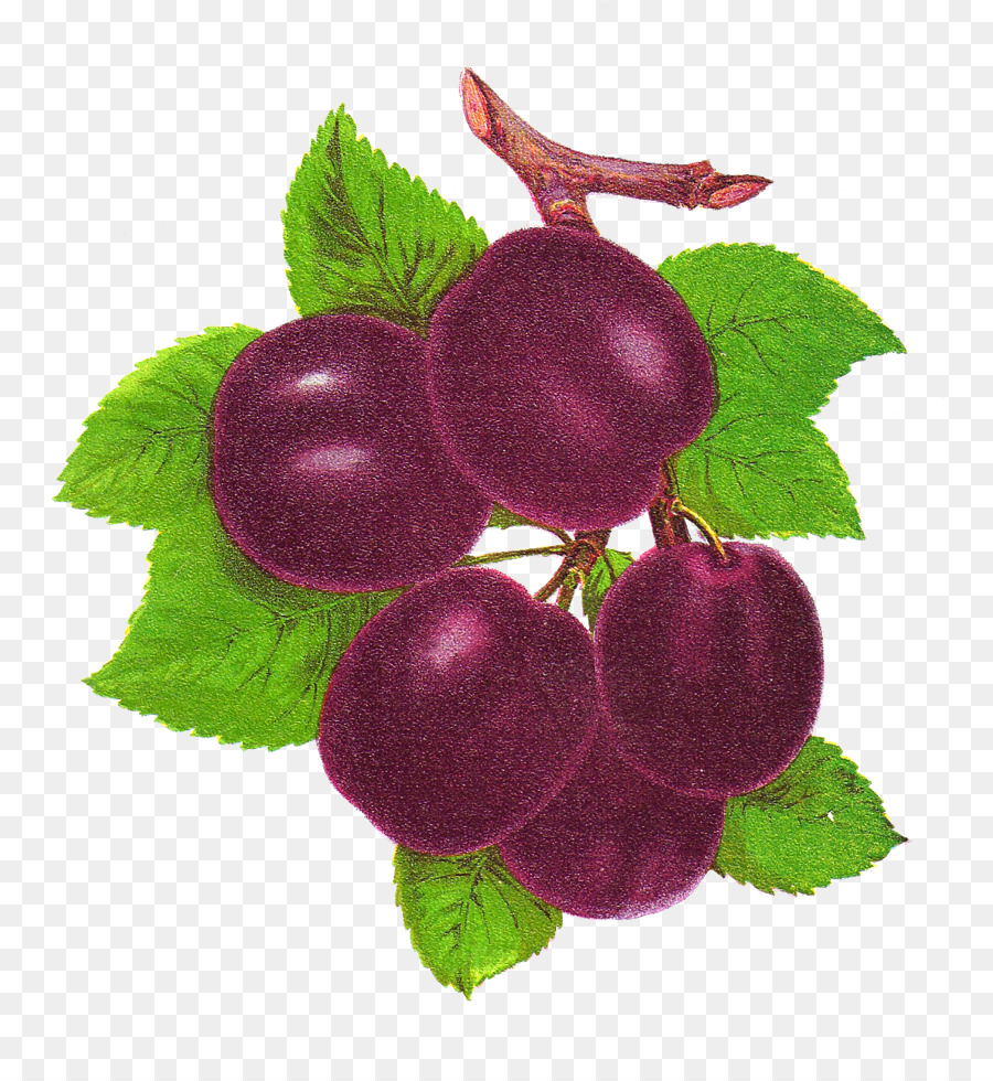 Prune，Fruit PNG