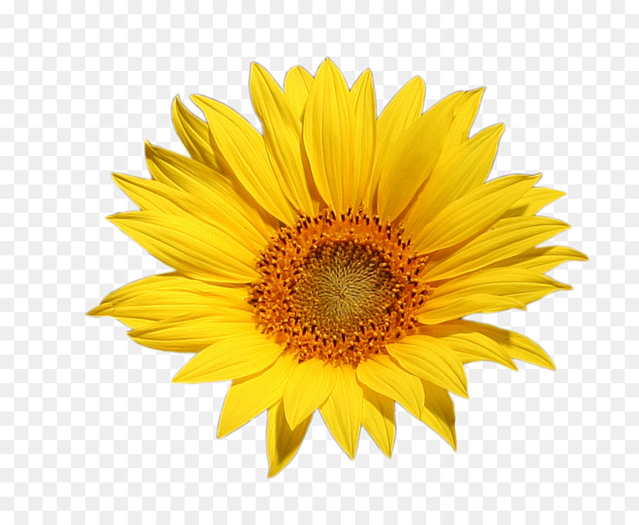 Tournesol，Jaune PNG