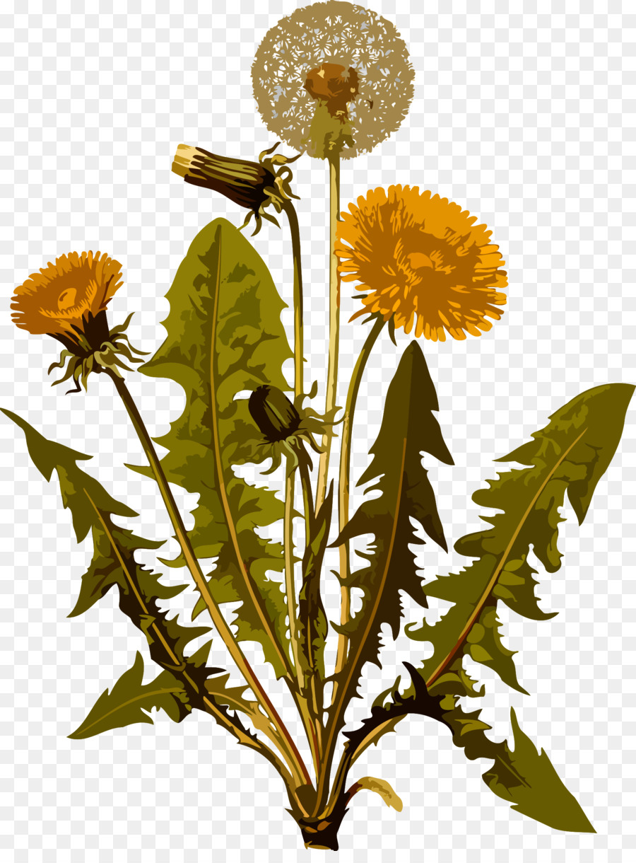 Pissenlit，Fleur PNG