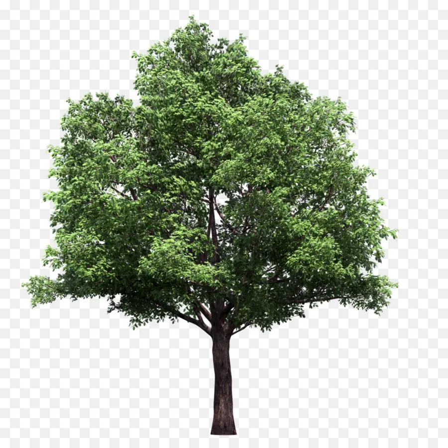 Arbre，Les Tilleuls PNG