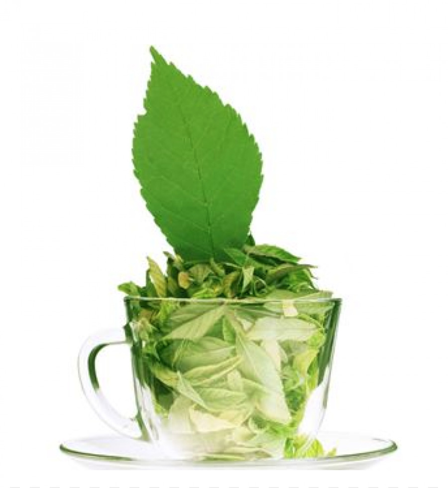 Tisane，Feuilles Vertes PNG