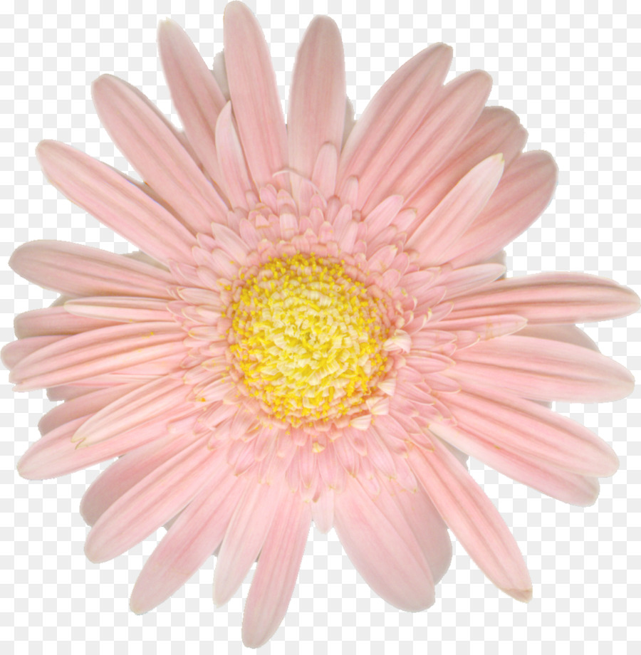 Fleur，Floraison PNG