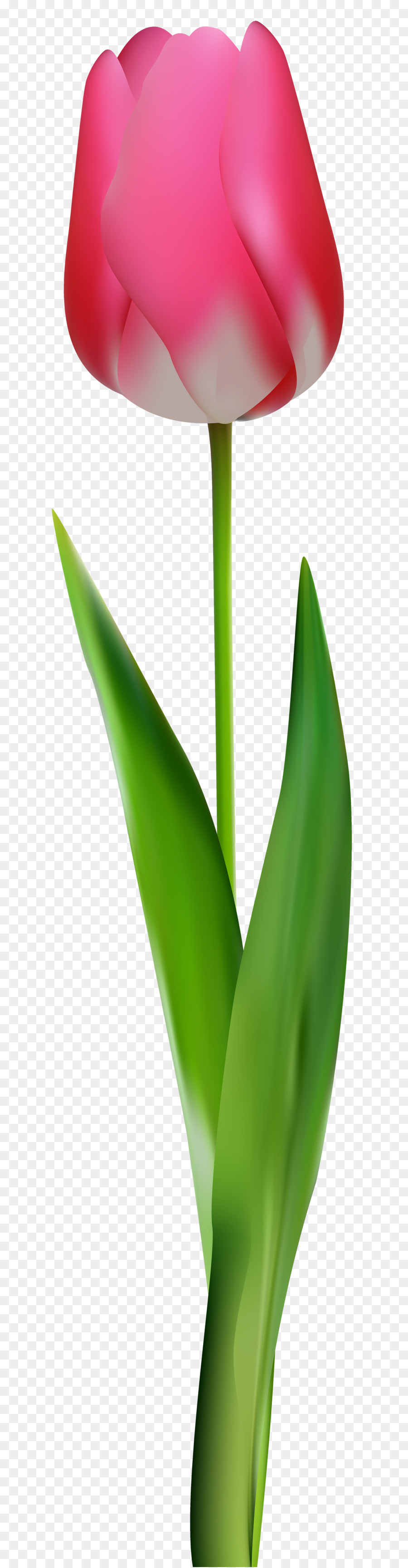 Tulipe Rouge，Tige PNG