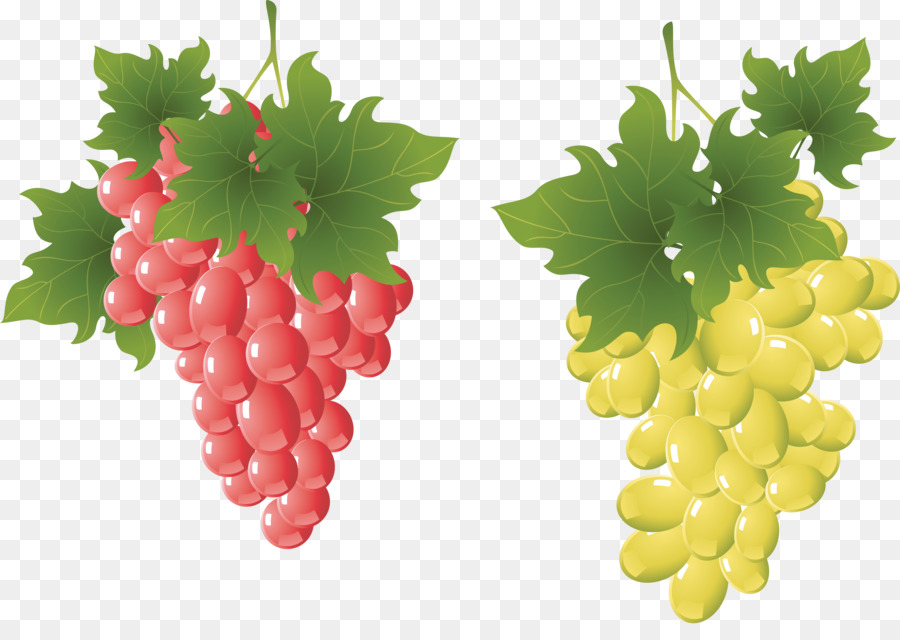 Raisins，Vigne PNG