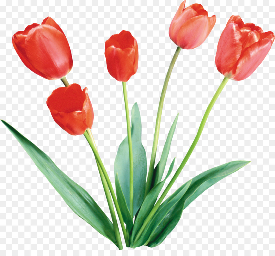 Tulipes Rouges Dans Un Vase，Tulipes PNG