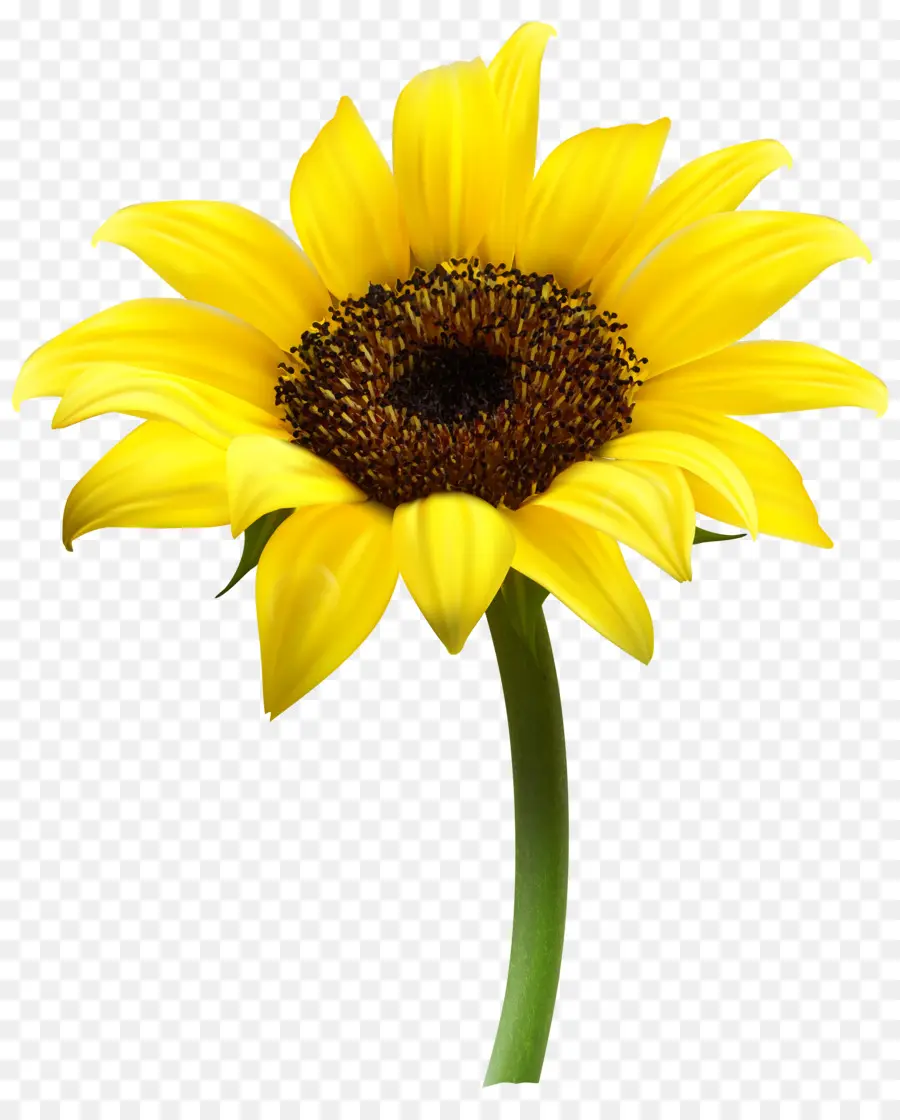 Tournesols，Jaune PNG