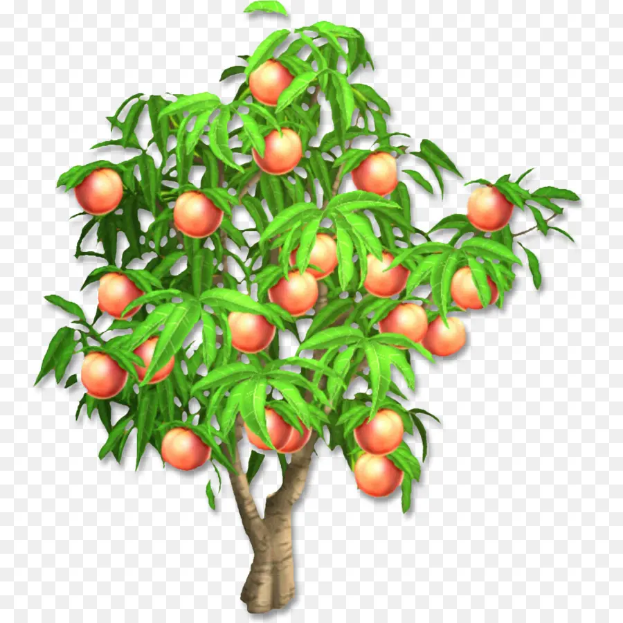 Pêcher，Fruit PNG