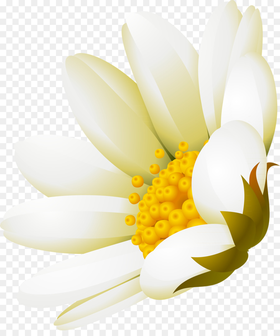 Blanc，Fleur PNG