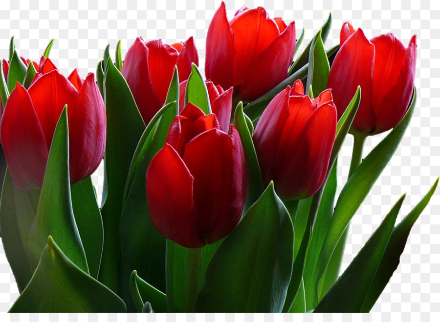 Tulipes，Rouge PNG