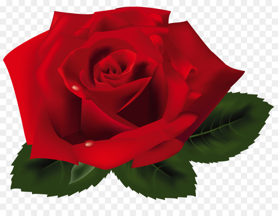 Rose，Rouge PNG