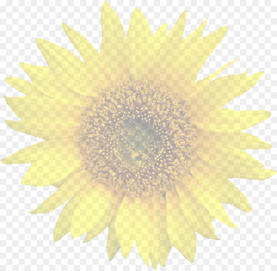 Tournesol Jaune，Usine PNG