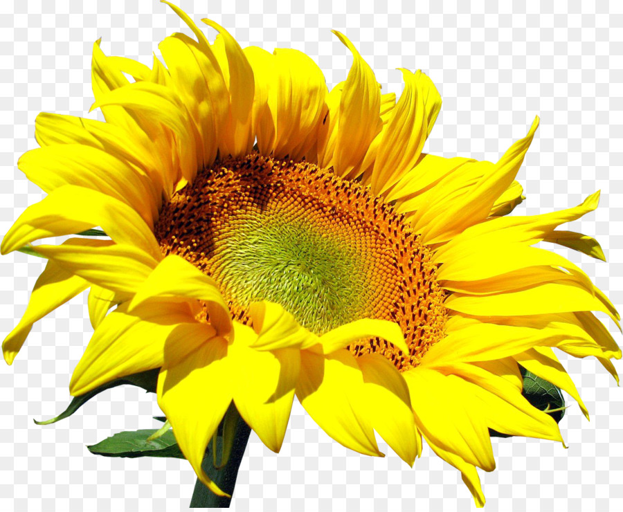 Tournesol，Jaune PNG