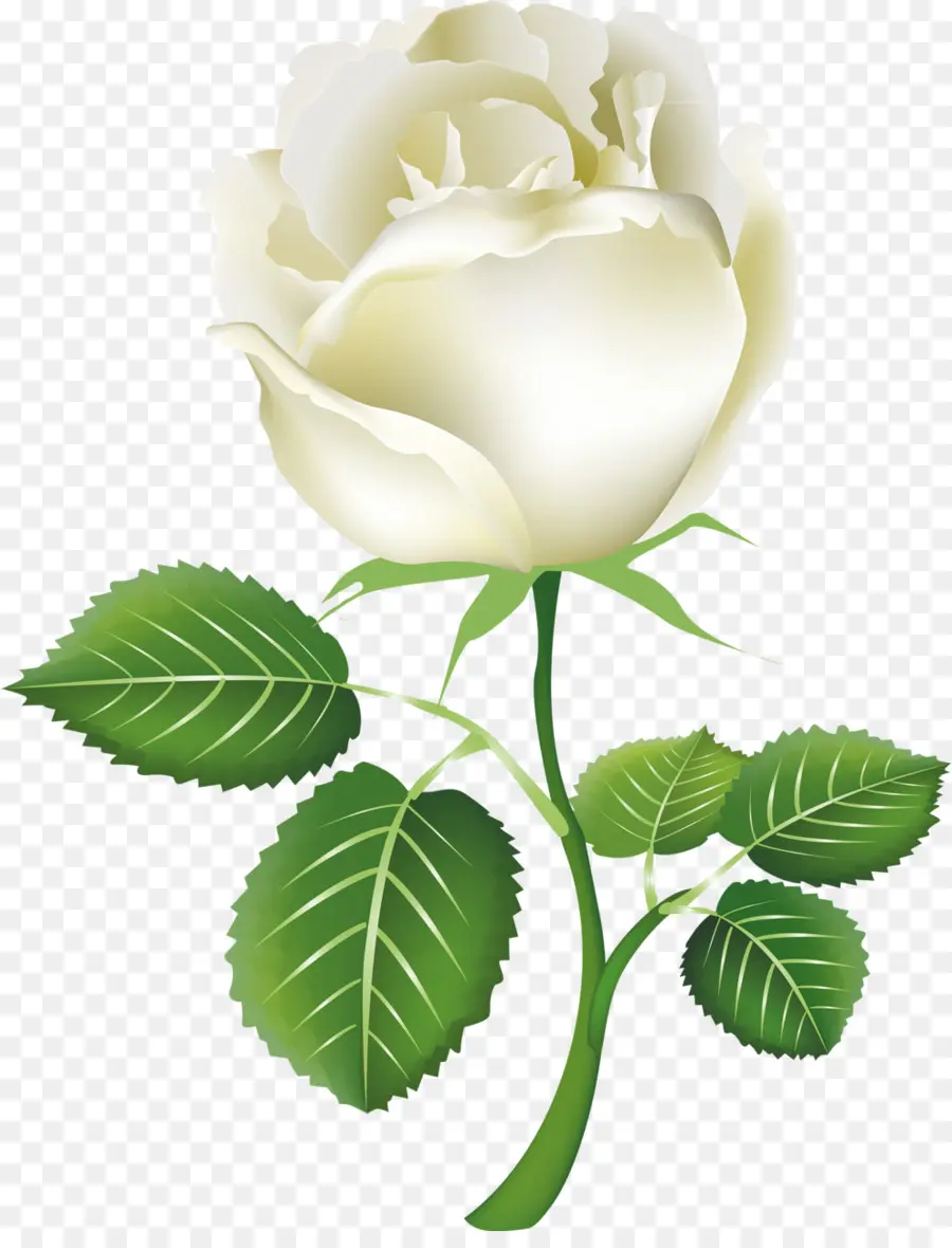 Rose，Blanc PNG