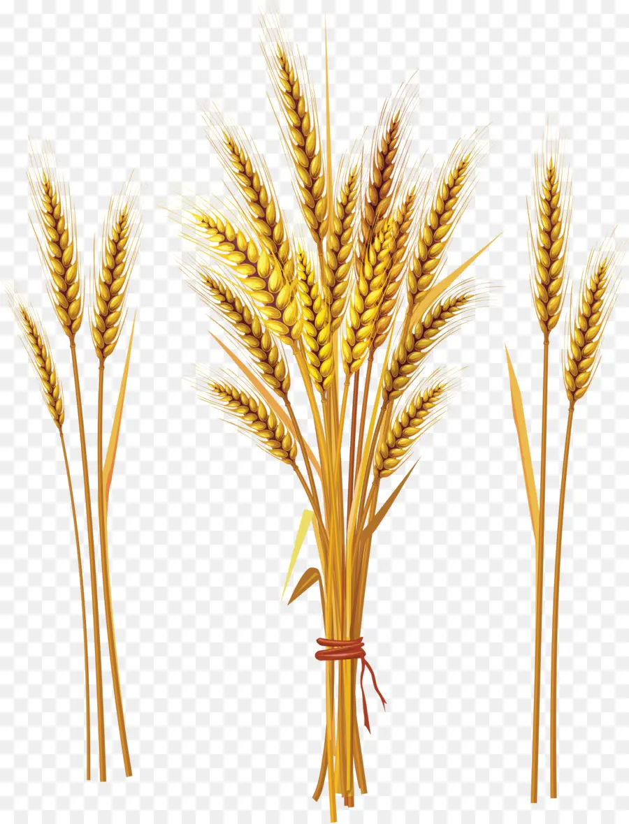 Blé，Grain PNG